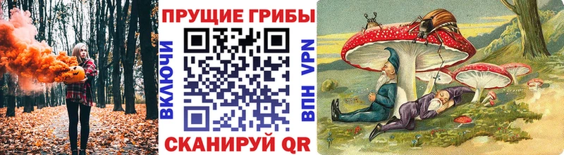 дарк нет телеграм Нижнеудинск Псилоцибиновые грибы GOLDEN TEACHER